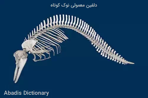 دلفین معمولی نوک کوتاه